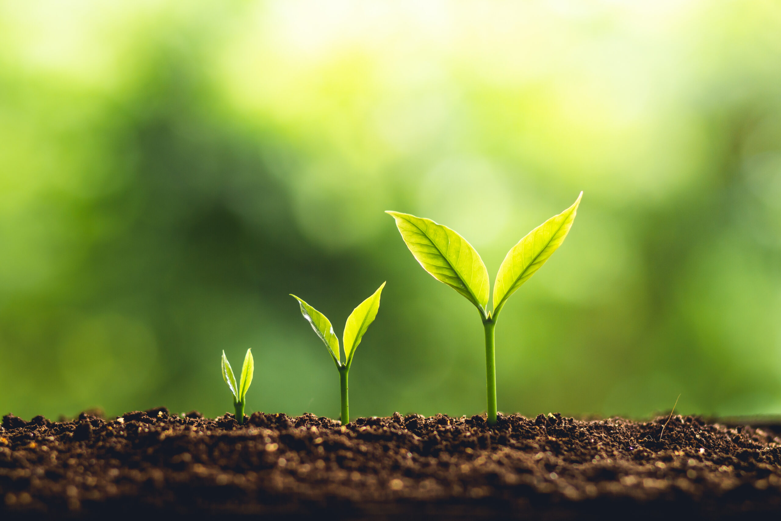 Professional Minds - Systemisches Coaching